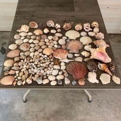 Perfect Shells Bundle Deal