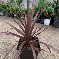 Star Cordyline Plant 