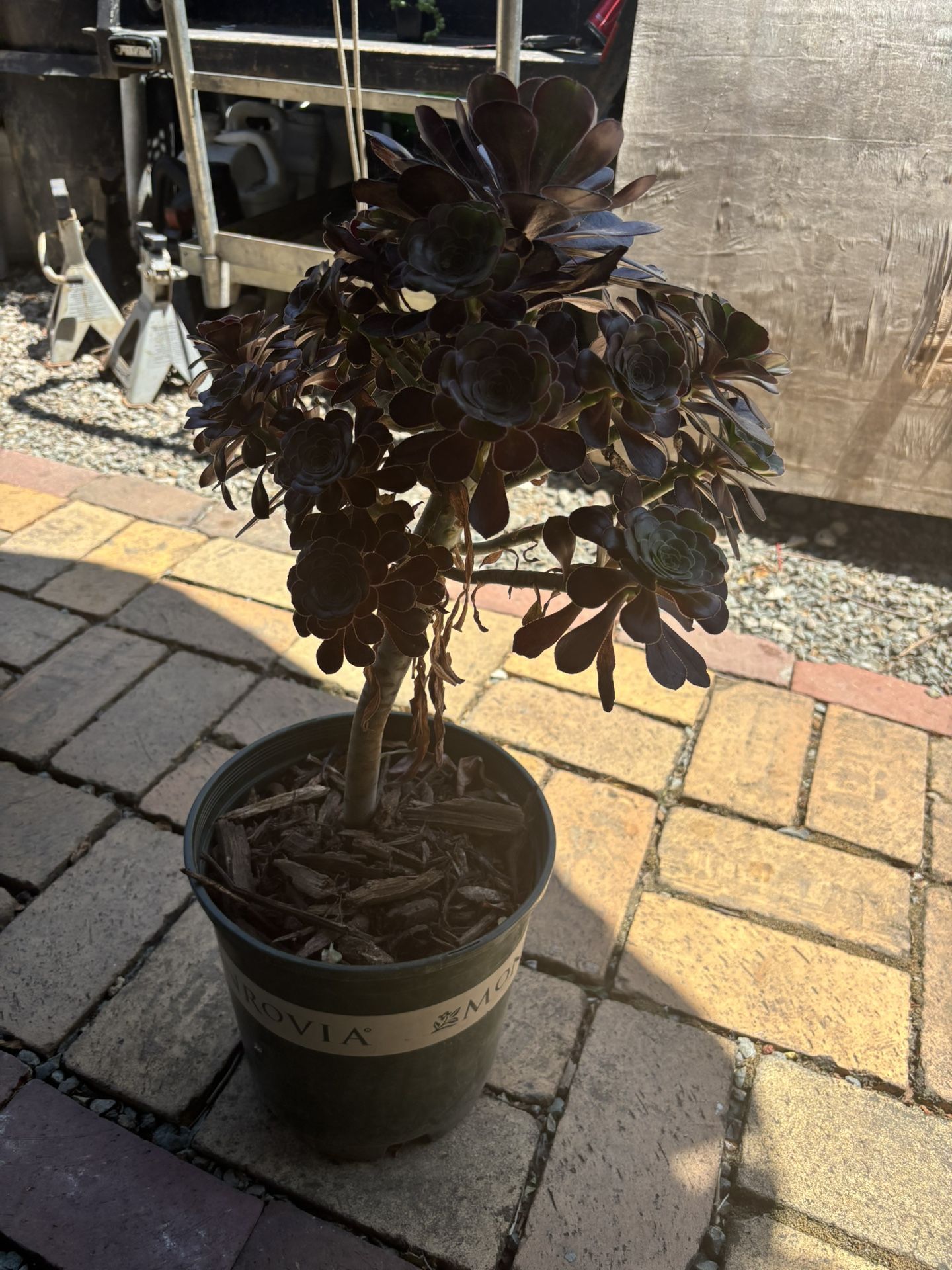 Succulent Plant