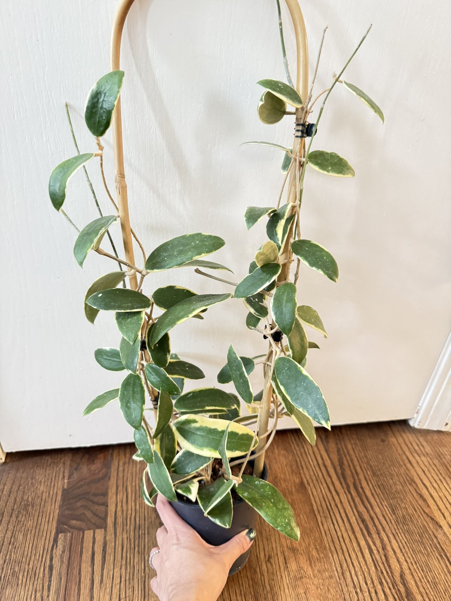 Hoya Acuta Variegated 5” Mother Plant