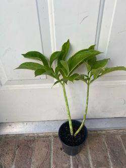 Elephant foot yam/ Suran
