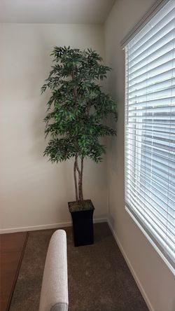 Inside plant