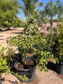 Citrus Tree daisy mandarin