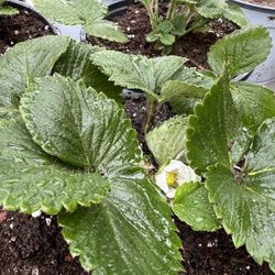strawberry plant fruit soon 