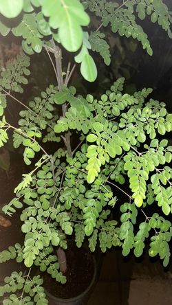Moringa from cuttings $40