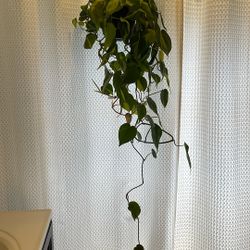 Brazilian Pothos 