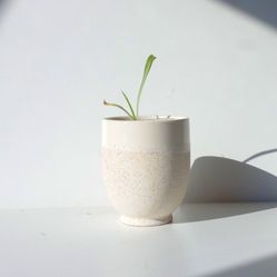 High Variegation Spider Plant/ Indoor Plant/ House Plant Flower Patio Garden 