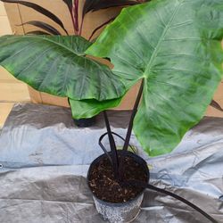 Serendipity  Alocasia 