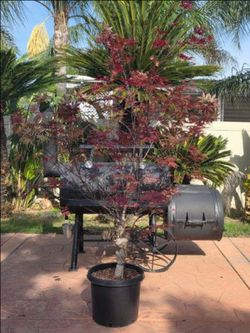 japanese maple tree