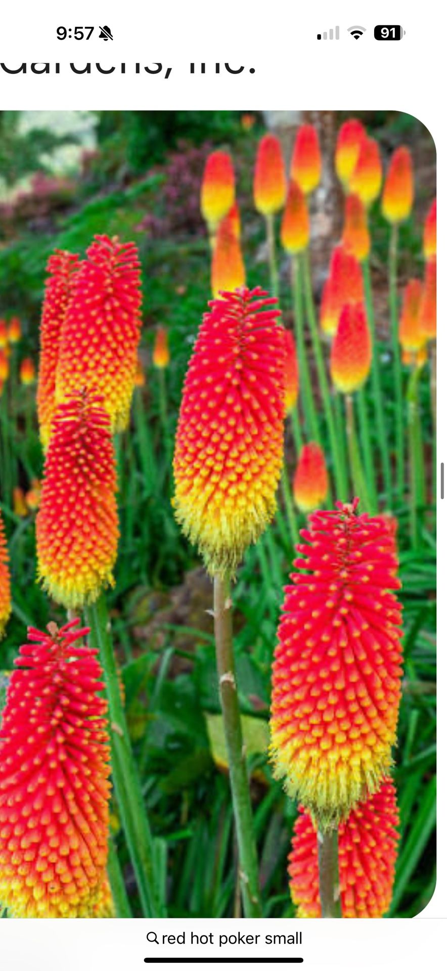 Red Hot Poker Plant Root
