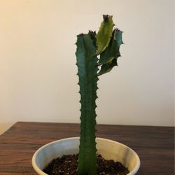 Euphorbia trigona