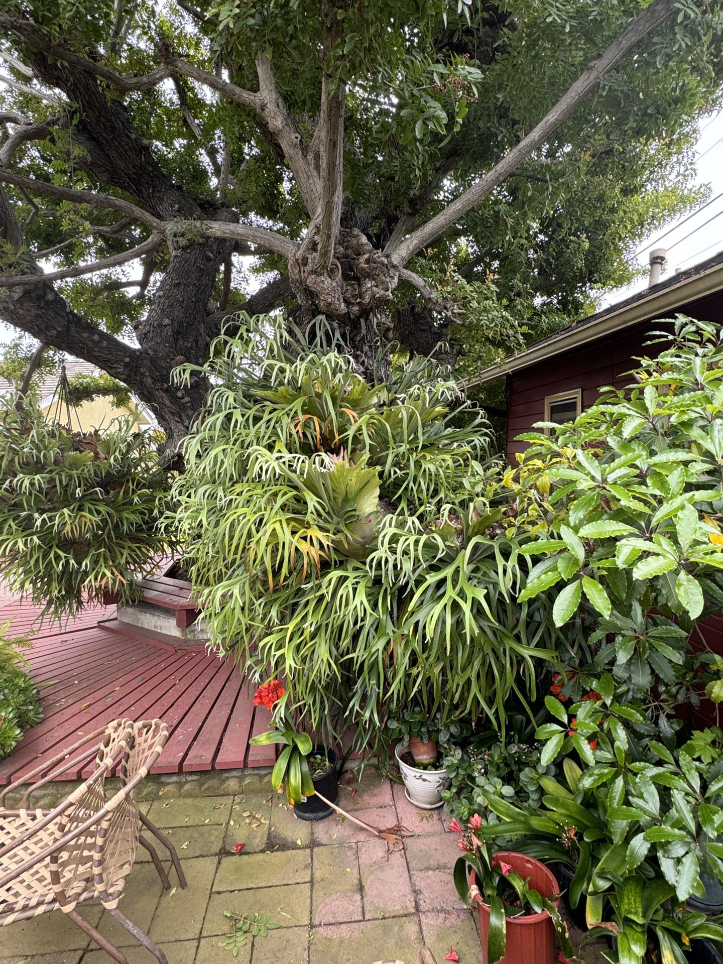 6ft STAGHORN FERN AND POTTED PLANTS!