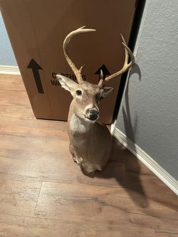 Deer Mount 