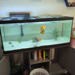 75 Gallon Fishtank With Lots Of Extras