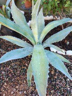 Blue LG Agave