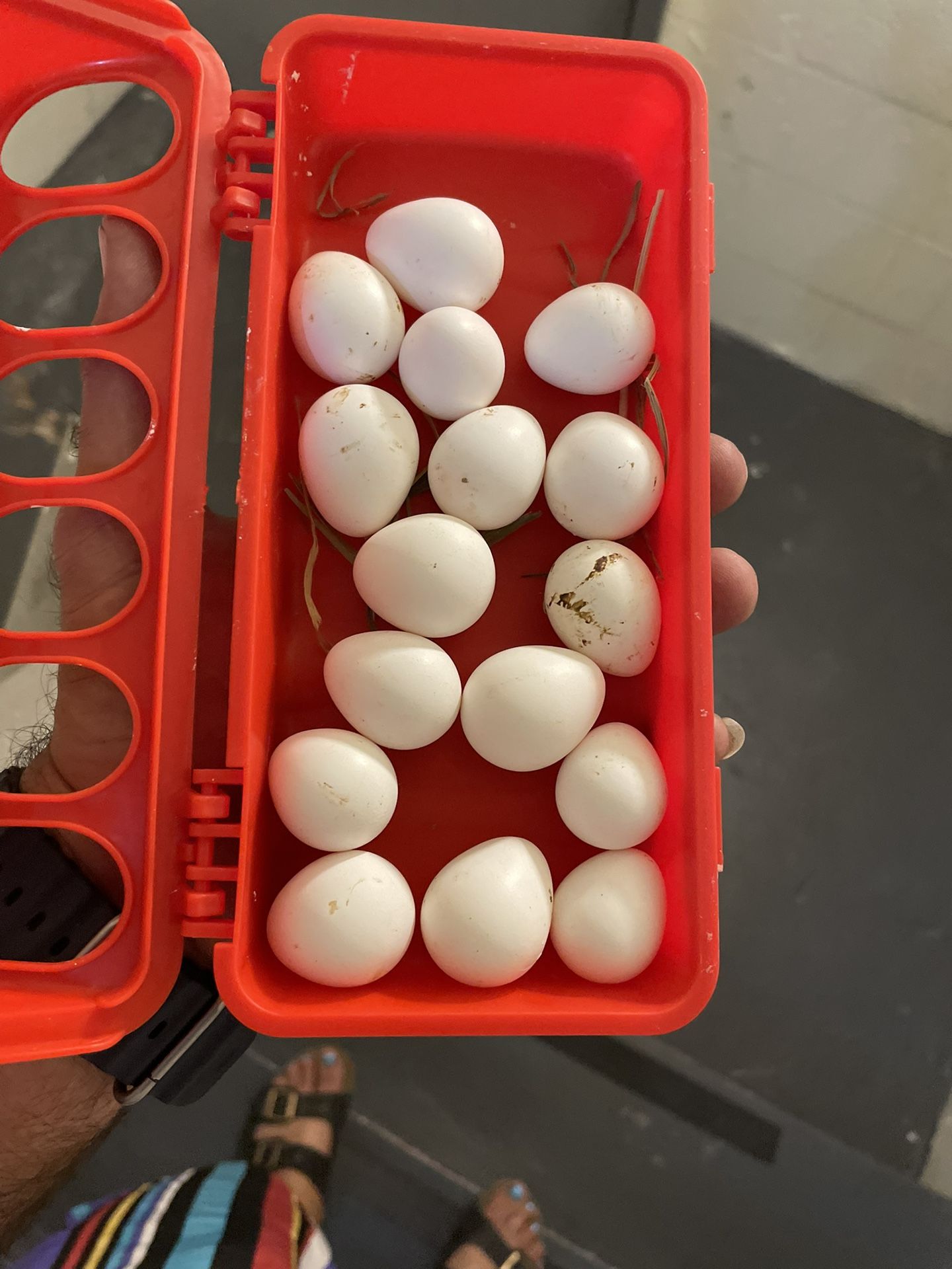 Fresh Eggs