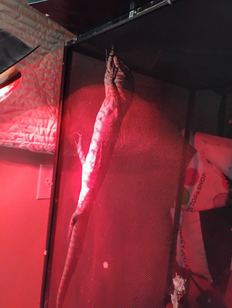 Chinese Monitor