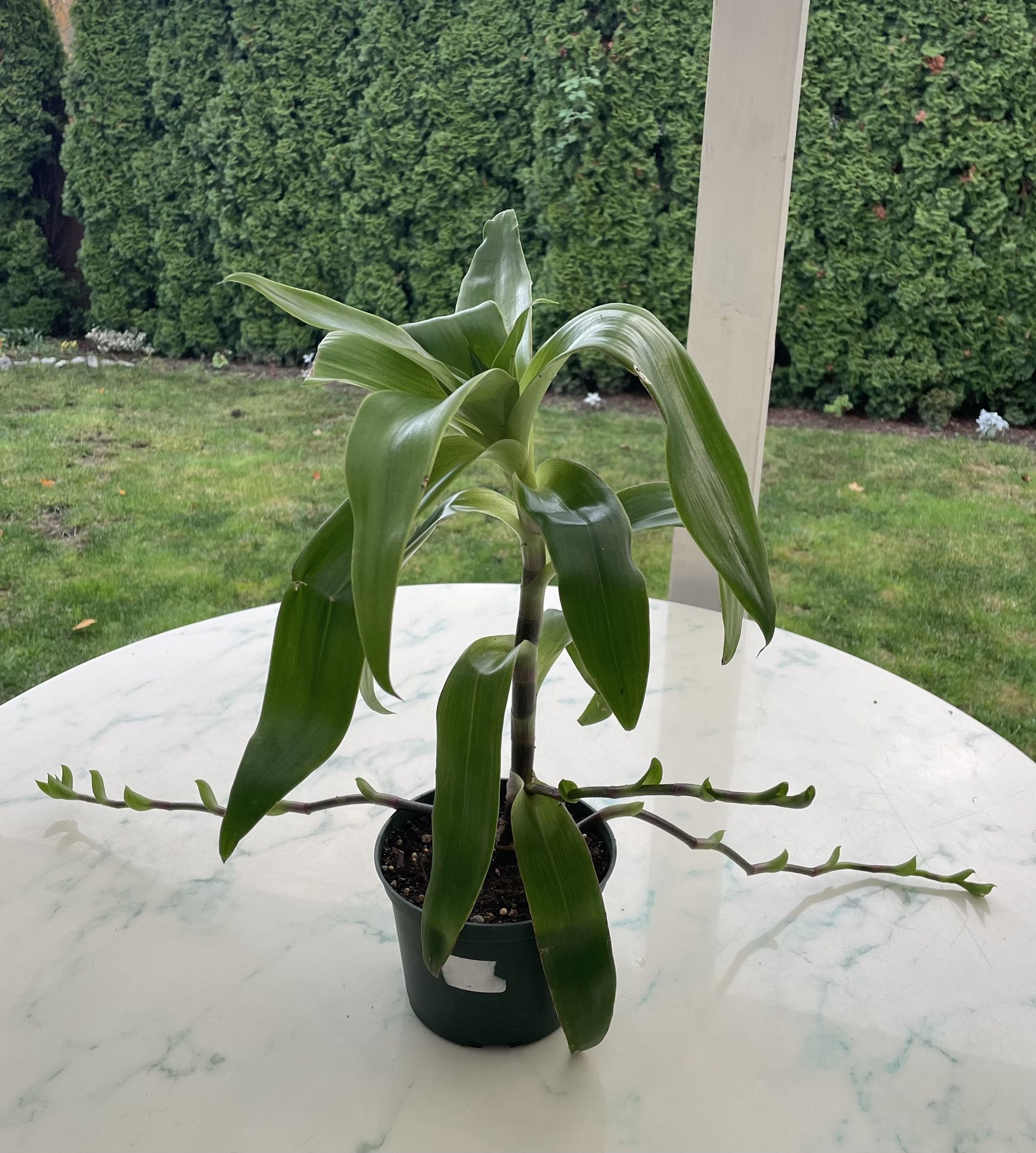 Callisia Fragrans - Medicinal Plant (Indoor / Outdoor Live Plant)