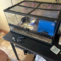 Snake Tank 2nd Picture 