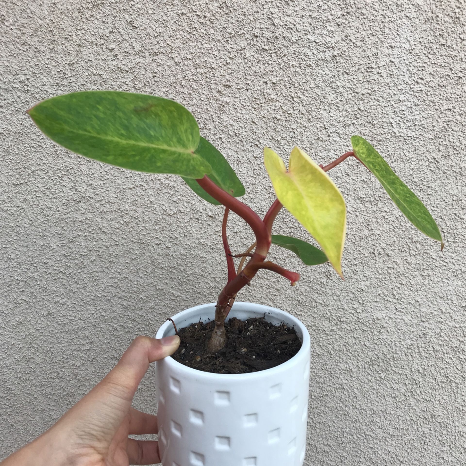 Beautiful Philodendron Painted Lady Plant With Pot