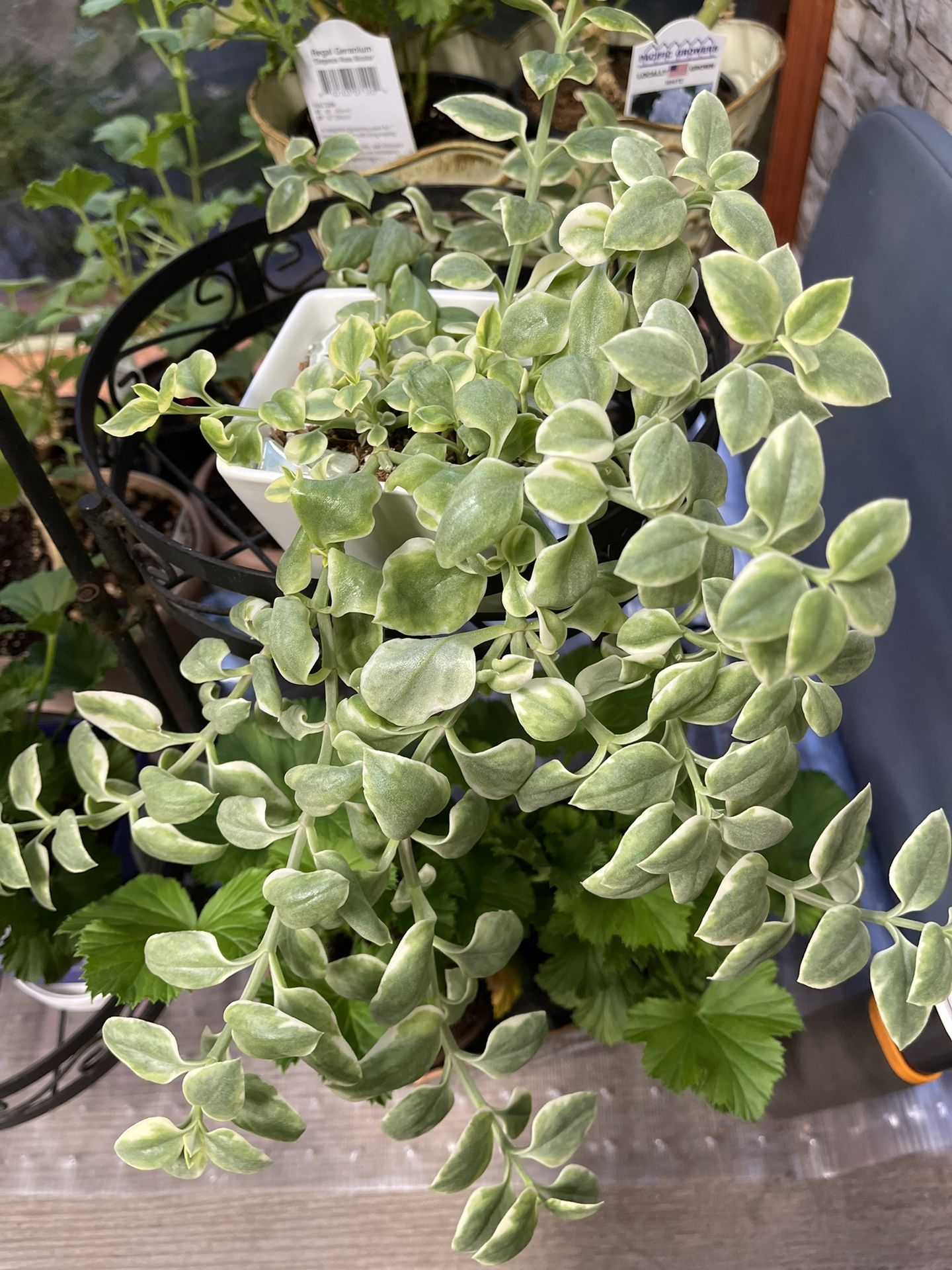 Variegated Baby Sun Rose Succulent In White Pot 3"x3"x2.75"H .