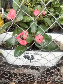 planta corona De cristo