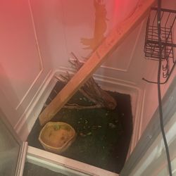 Blue Iguana With Dog Cage And Bowls 