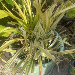 Spider Plant