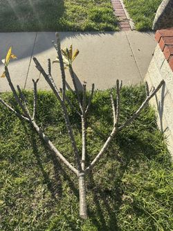PLUMERIA BRANCHES