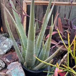 Plants ready for your yard. Succulents, aloes, , octopus agaves, mint and more