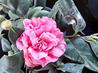 Flor hermosa de Camelia hermosa del$25