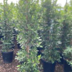 I Have  15 Galones  $45 Ficus  I Have 5galones Ficus $10 I Have One Galone Lagastramous, Wax leaf $3 , 5gallons 9 Dolls.  ,,,20 Gallons Ficus $145’