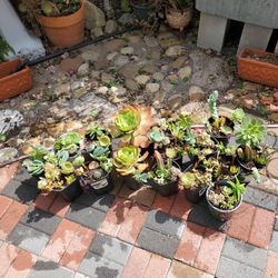 Newly Potted Succulent Plants In 1 Gallon Pots $1 Each