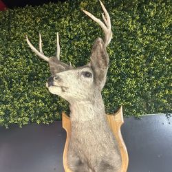 Deer Taxidermy 
