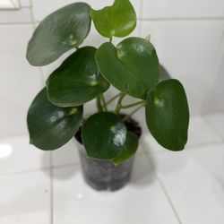Raindrop Peperomia