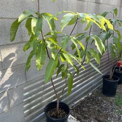 Sweet Tart Mango Tree