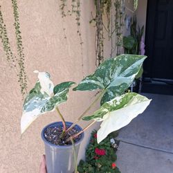 CLEARANCE SALES "Syngonium Albo Variegated " Plant $18