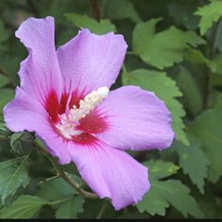 Young rose of Sharon, Plants