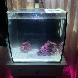 Salt water fish tank