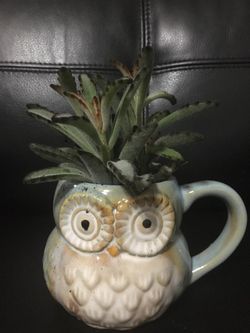 Succulent in owl 🦉 mug ♥️