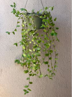 Tradescantia fluminensis, plant