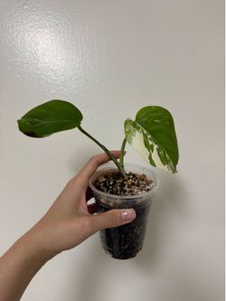 Monstera Albo Variegata