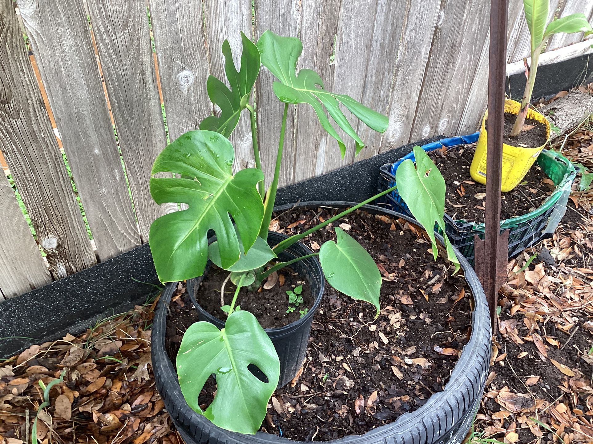 Monster Plant