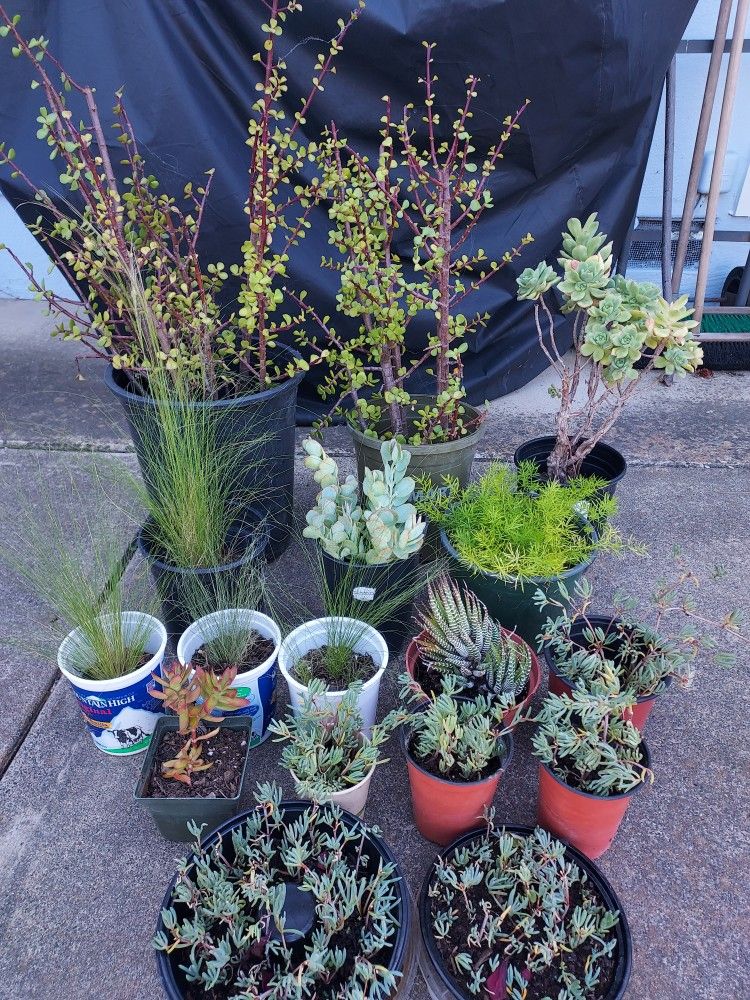 Drought Tolerant Plants/ Succulents 