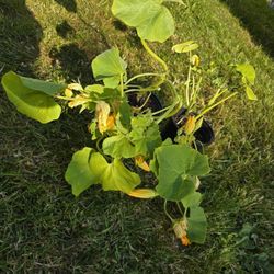 Organic Red Kuri Squash Plants 