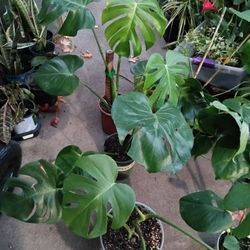 Monstera Plants