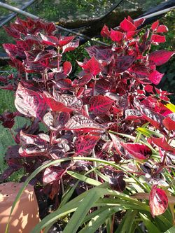 Red Plant