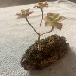 Lone Kiwi Succulent on Moss and Driftwood 