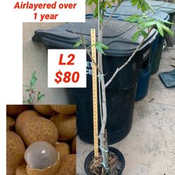 Longan - Airlayered Last Year.  Has Flowers This Year.  