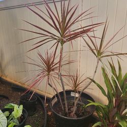 Multiple Dracaena Marginata Magenta "4 Feet Tall"